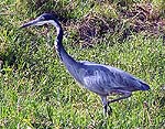 BLUEHERONa.jpg (21191 bytes)
