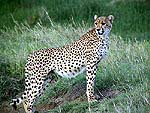 CHEETAH2a.jpg (16879 bytes)