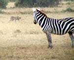 CHEETAHSTALKINGZEBRAa.jpg (10051 bytes)
