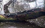 CROCADILEa.jpg (13317 bytes)