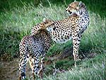 Cheetaa.jpg (17044 bytes)