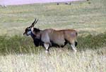 ELANa.jpg (8959 bytes)