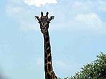Giraffea.jpg (6322 bytes)