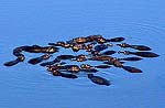 HIPPOPOOLa.jpg (8151 bytes)