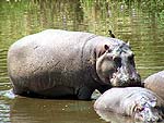 HIPPOa.jpg (13436 bytes)