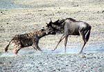 HYENA ATTACKSWIILDEBEESTa.jpg (13426 bytes)