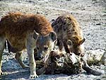 HYENASa.jpg (16250 bytes)