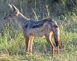 JACKALa.jpg (16056 bytes)