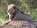 LIONKINGa.jpg (22631 bytes)
