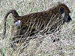 Monkeya.jpg (18529 bytes)