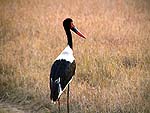 SADDLE-BILLEDSTORKa.jpg (11419 bytes)