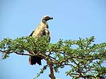 VULTUREa.jpg (12237 bytes)