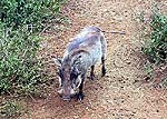 WARTHOGa.jpg (18873 bytes)