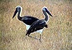 WOOLLY-NECKEDSTORKa.jpg (13406 bytes)