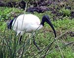 bird2a.jpg (16561 bytes)