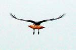 bird3a.jpg (4138 bytes)