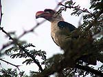 birda.jpg (13611 bytes)