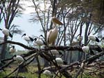 birdsa.jpg (14624 bytes)