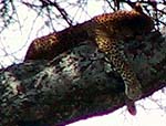 cougara.jpg (12945 bytes)
