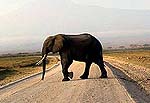 elephant1a.jpg (9946 bytes)