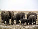 elephant2a.jpg (10287 bytes)