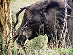 elephanta.jpg (17802 bytes)