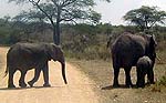 elephantsa.jpg (10762 bytes)