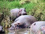 hippo1a.jpg (15357 bytes)