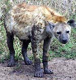 hyenaa.jpg (21051 bytes)