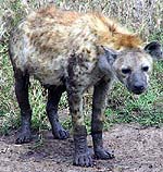 hyenaa.jpg (21051 bytes)