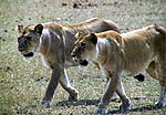 lions1a.jpg (13457 bytes)