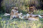lionsa.jpg (13065 bytes)