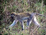 monkey1a.jpg (17648 bytes)