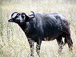 waterbuffaloa.jpg (13215 bytes)