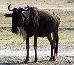 woilderra.jpg (15407 bytes)