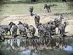 zebra1a.jpg (16246 bytes)
