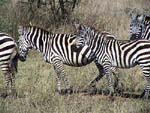 zebraa.jpg (13700 bytes)