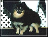 SHADOWBOBa.jpg (15443 bytes)