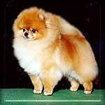 minibike1.jpg (11625 bytes)