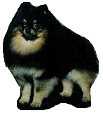 SHADOWBOBa.jpg (15443 bytes)