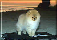 BriggetteJonesa.jpg (10489 bytes)