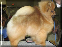 Corya.jpg (12595 bytes)