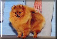 Pinkya.jpg (10969 bytes)