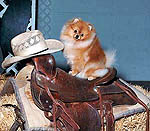 BettyCrocker.jpg (25484 bytes)