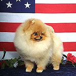 Blondie.jpg (31399 bytes)