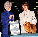 PomPoma.jpg (17778 bytes)