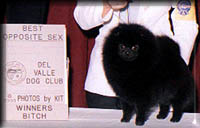 DelValley-Daza.jpg (11573 bytes)