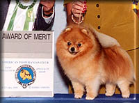 Dudleya.JPG (13967 bytes)