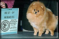 NSYNCa.jpg (14685 bytes)