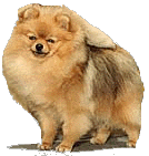 dixiechickjpga.jpg (19030 bytes)